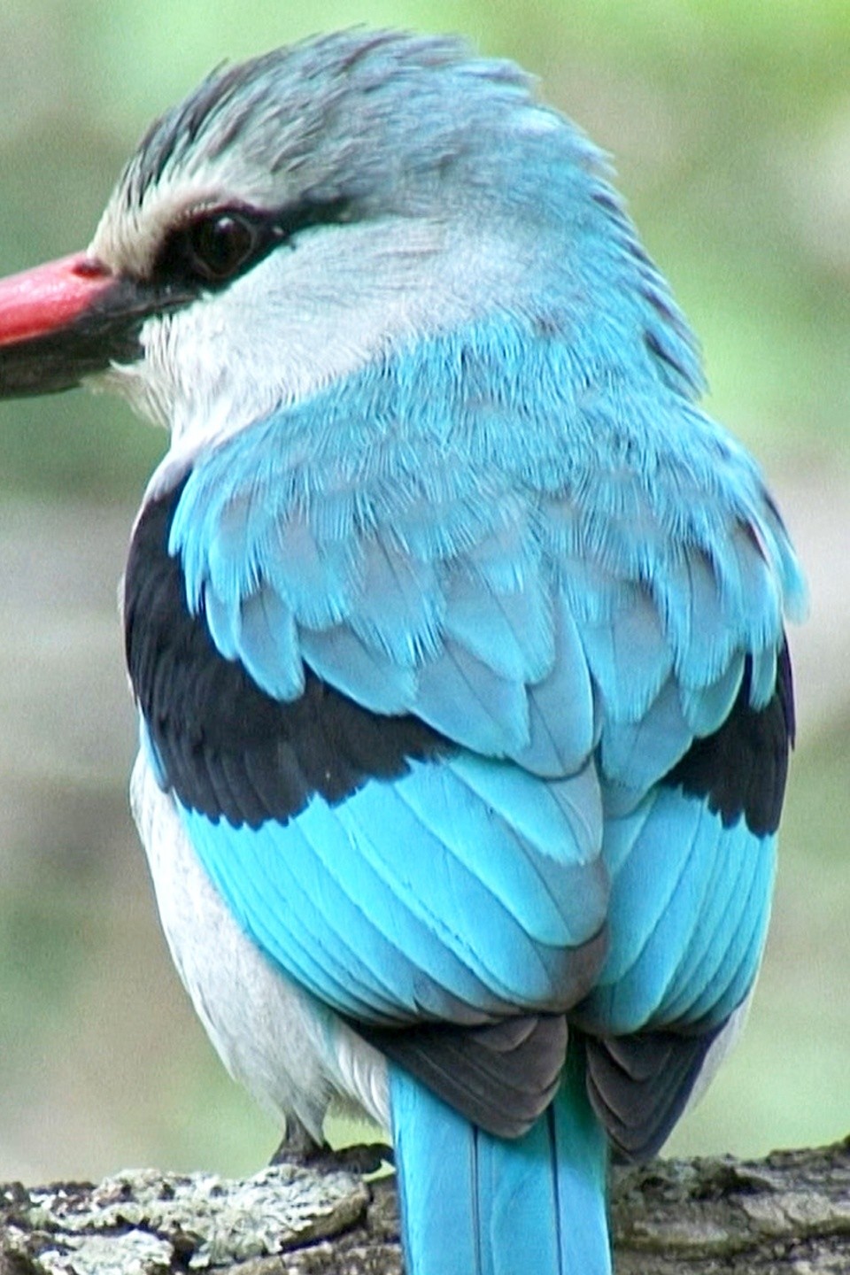 Eyes to the Sky Pictures Rotten Tomatoes