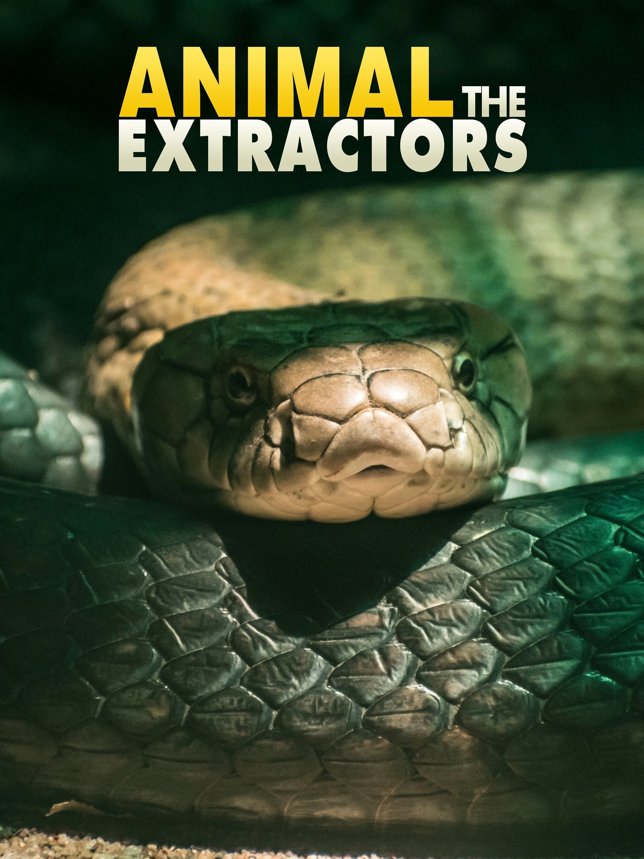 The Animal Extractors Pictures | Rotten Tomatoes