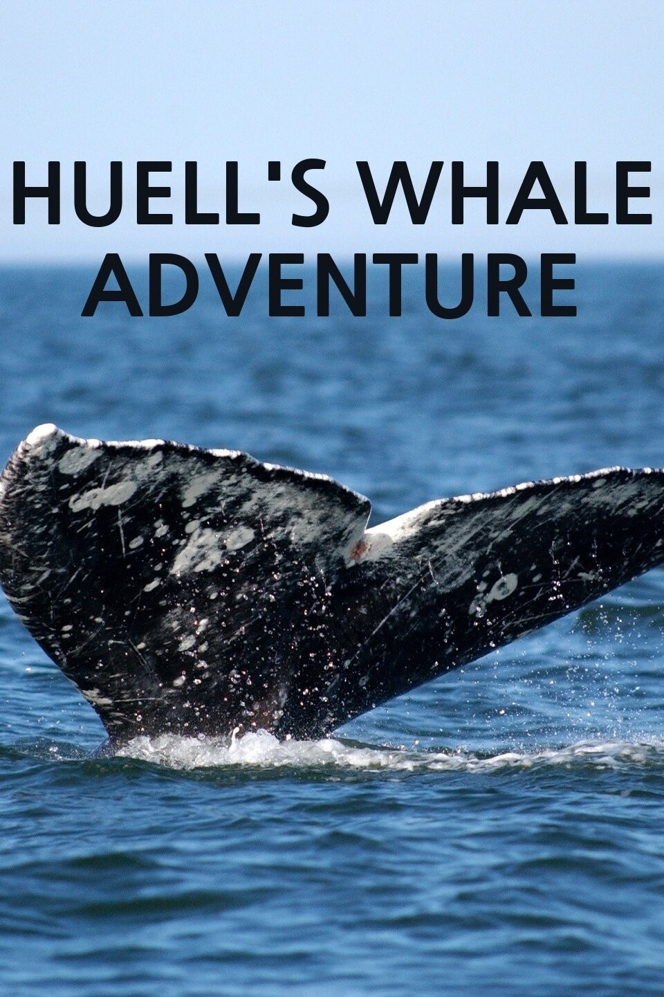 Huell's Whale Adventure Pictures | Rotten Tomatoes