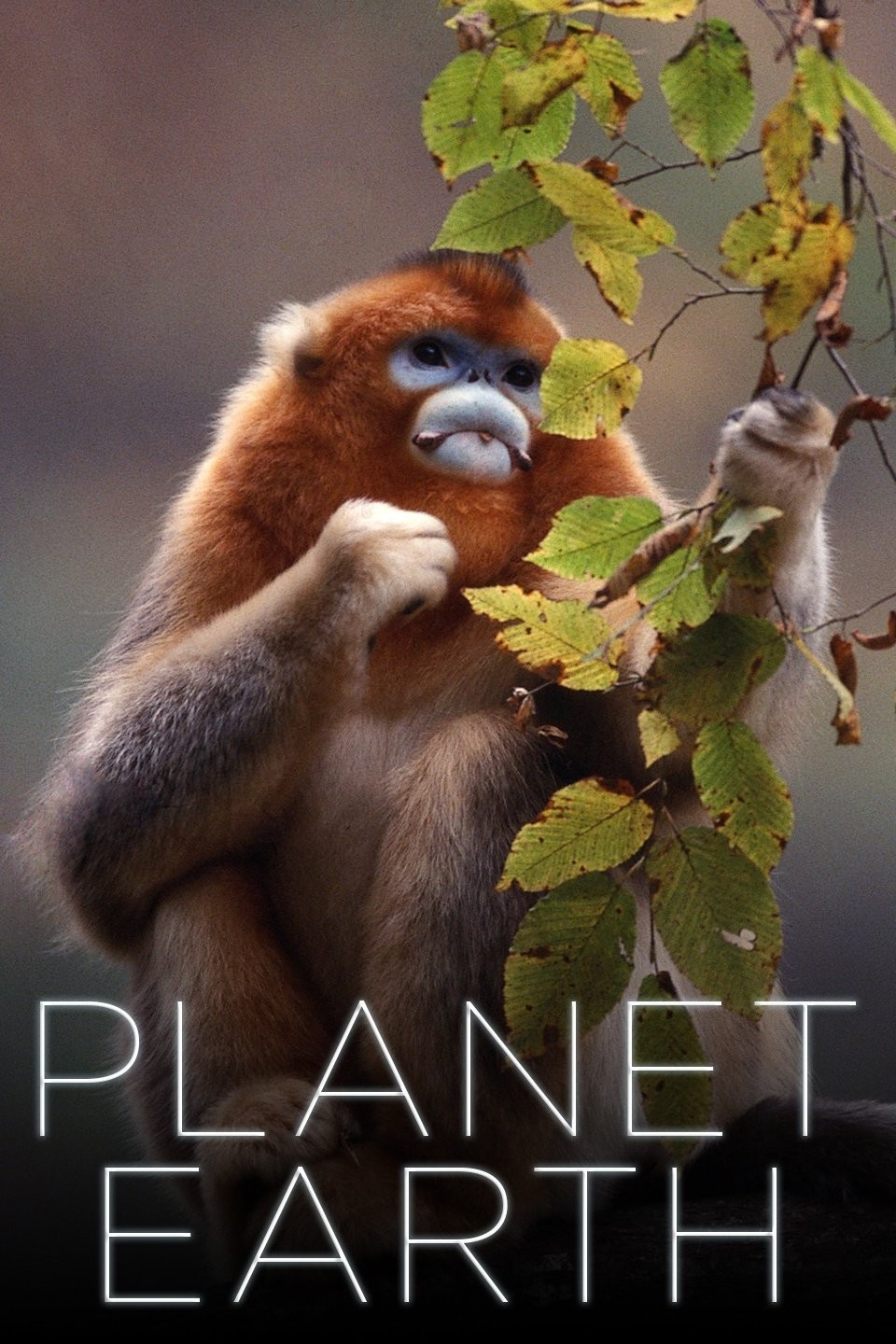 Planet Earth Pictures | Rotten Tomatoes