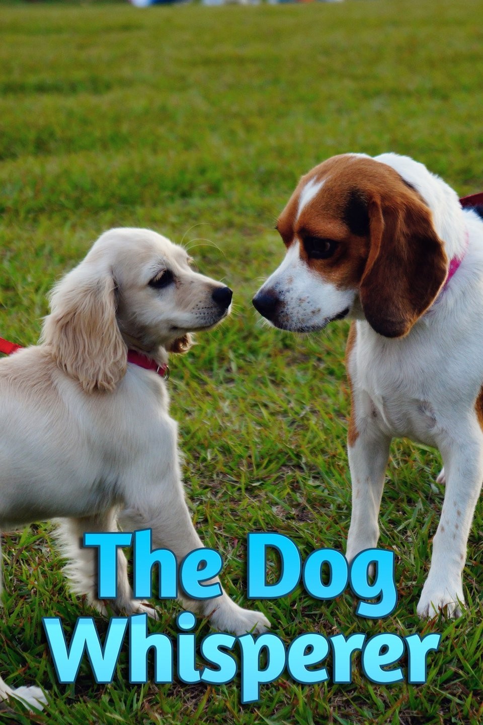 The Dog Whisperer Rotten Tomatoes