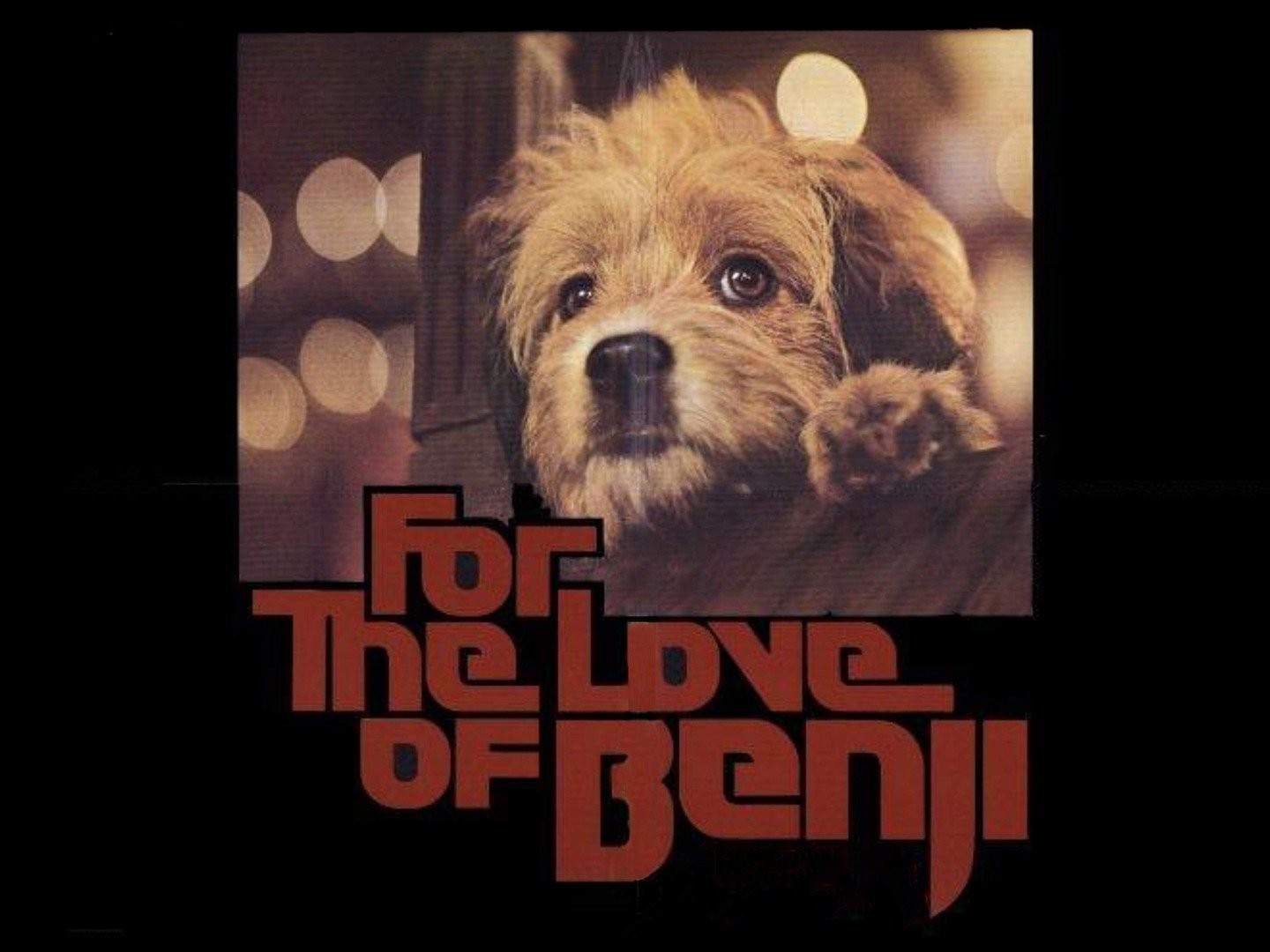 For the hot sale love of benji