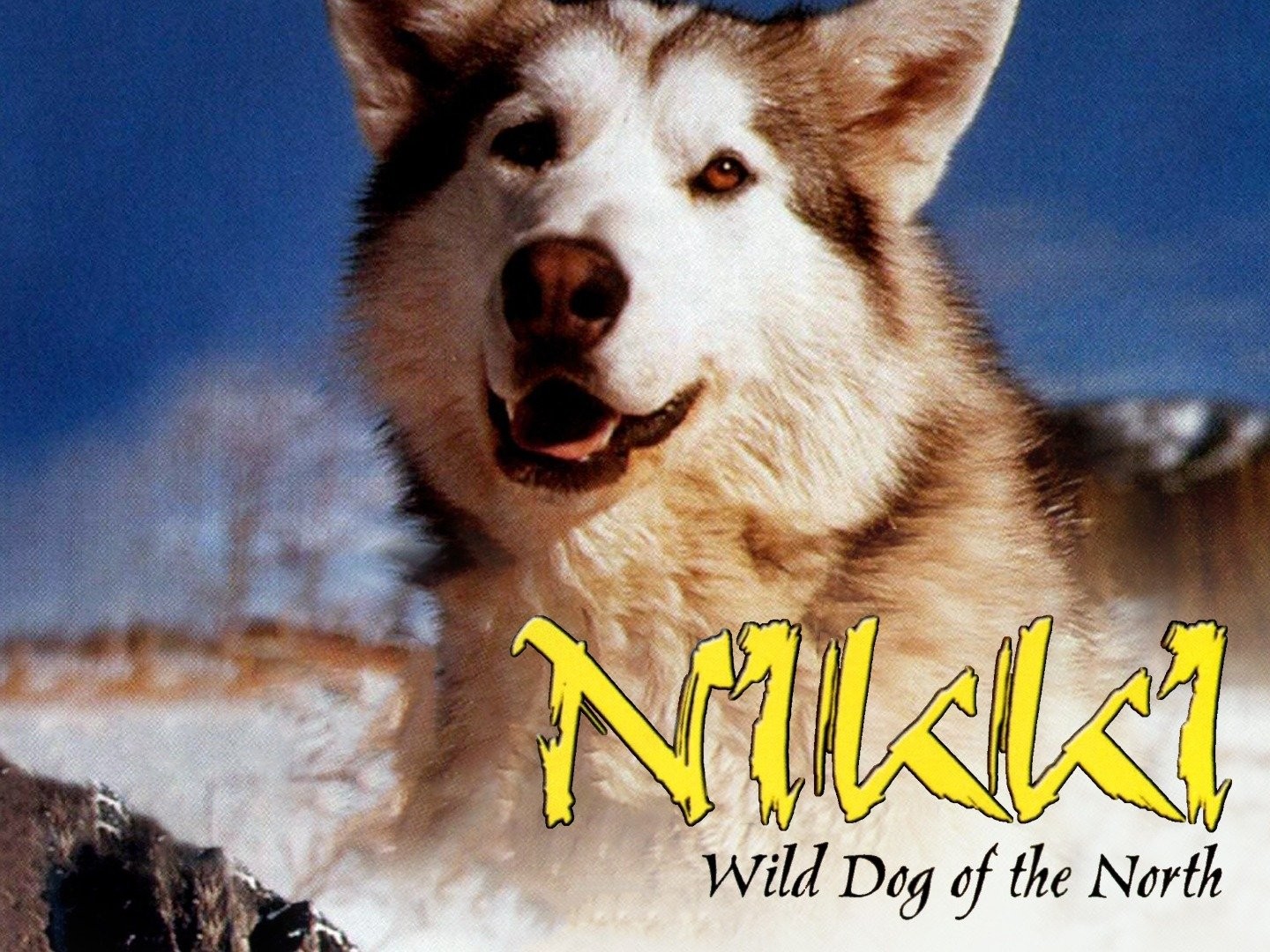 Nikki the wild dog of 2024 the north