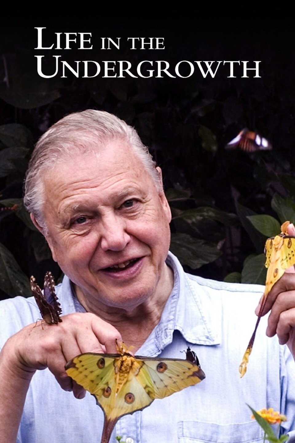 (未使用･未開封品)Life in the Undergrowth [DVD] [Import] Amazon.com: Life in the Undergrowth : Various, Various: Movies & TV