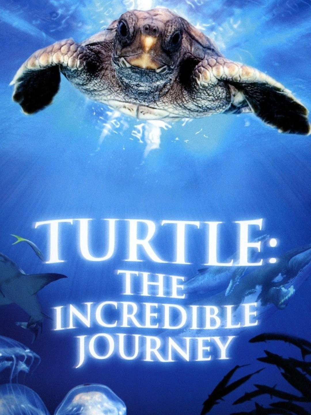 The Kritic » Sea Turtle