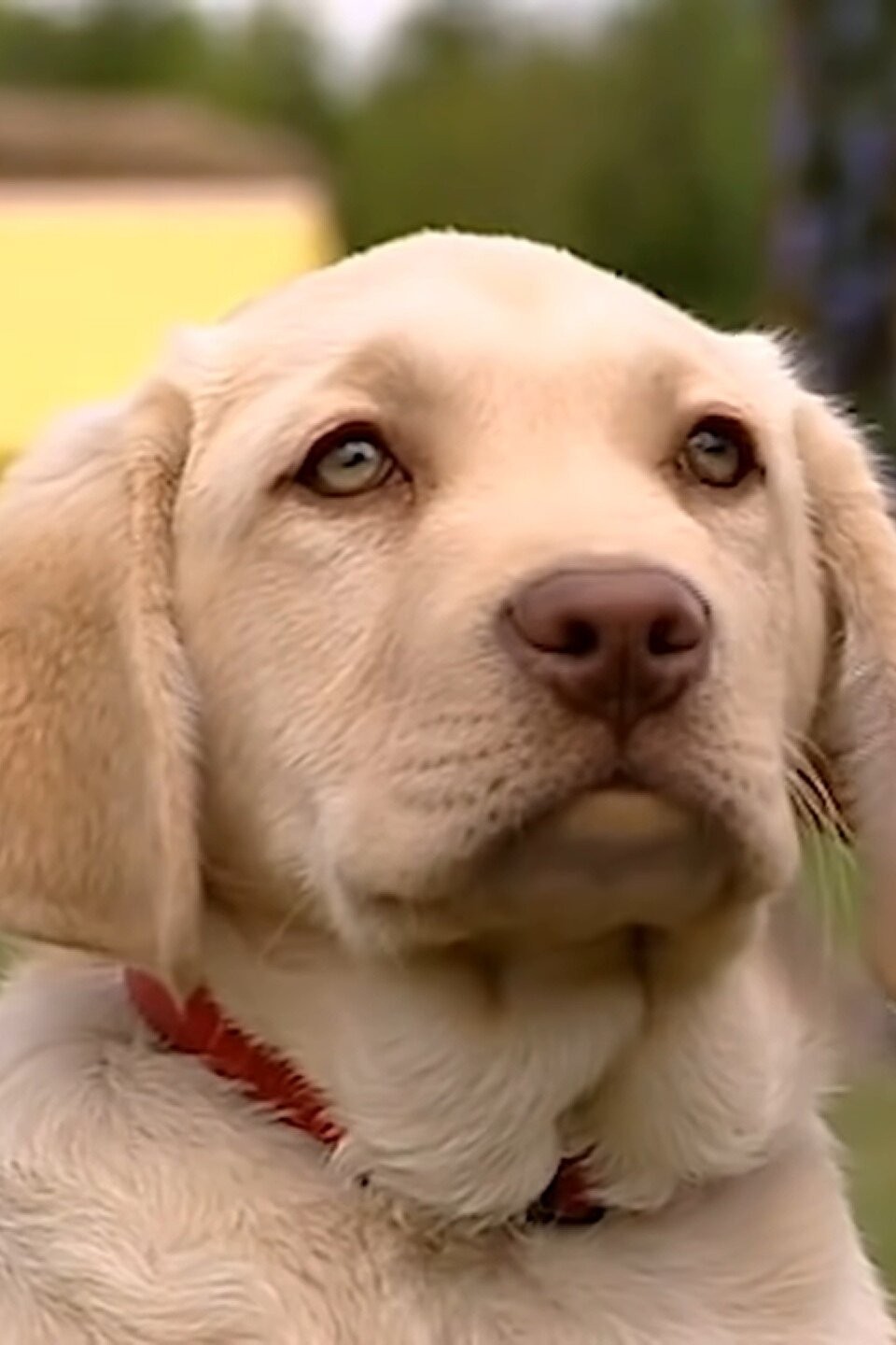 You Can't Teach a New Dog Old Tricks Pictures Rotten Tomatoes