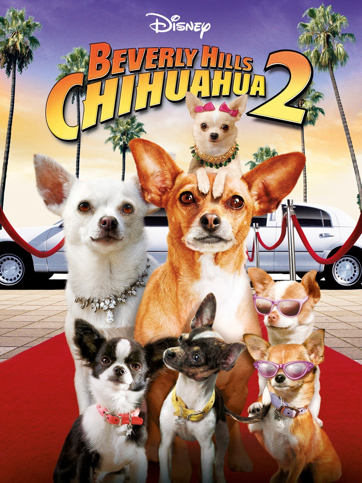 Brad Taylor and The Chihuahuas