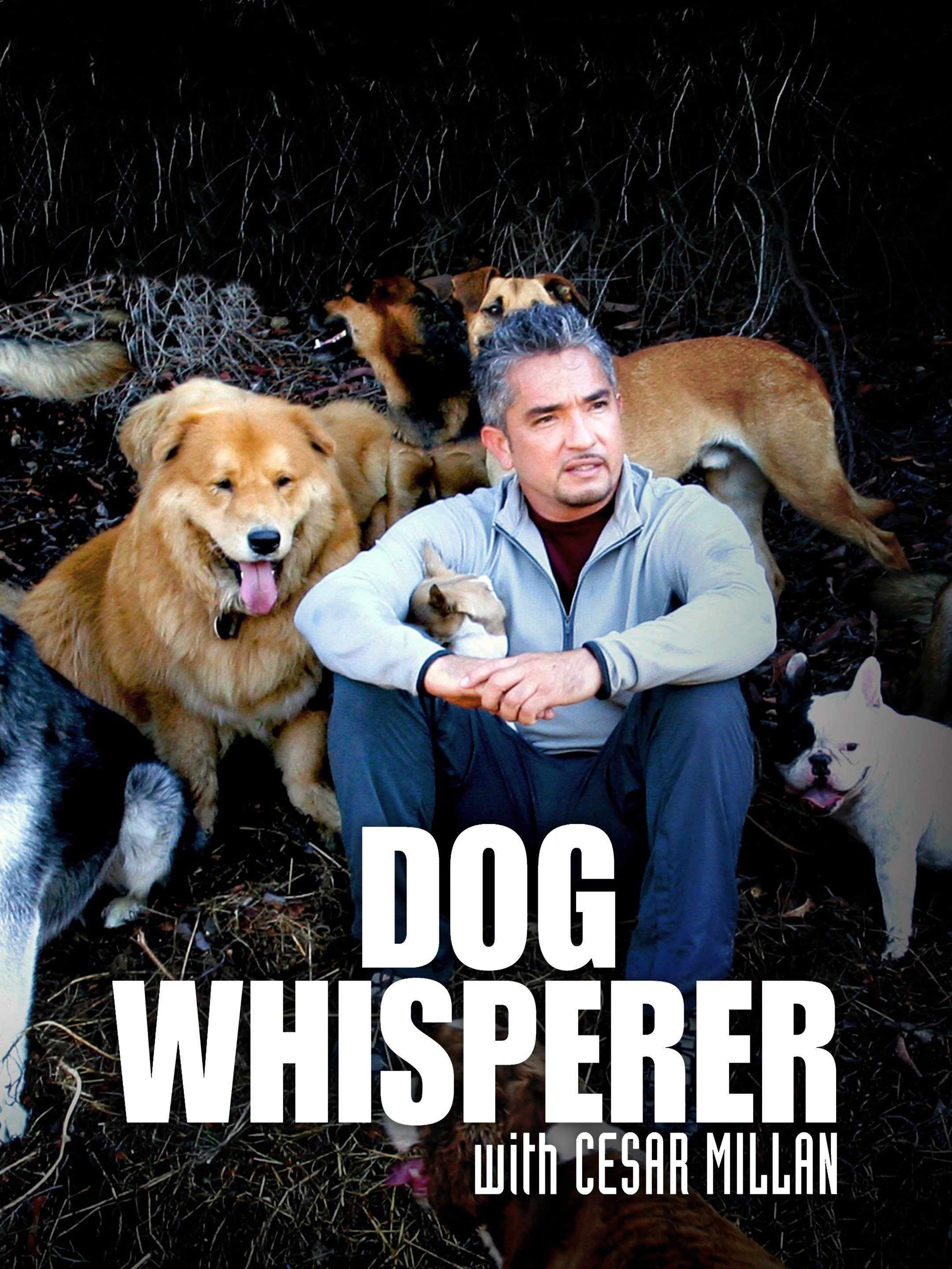 Dog Whisperer Season 6 | Rotten Tomatoes