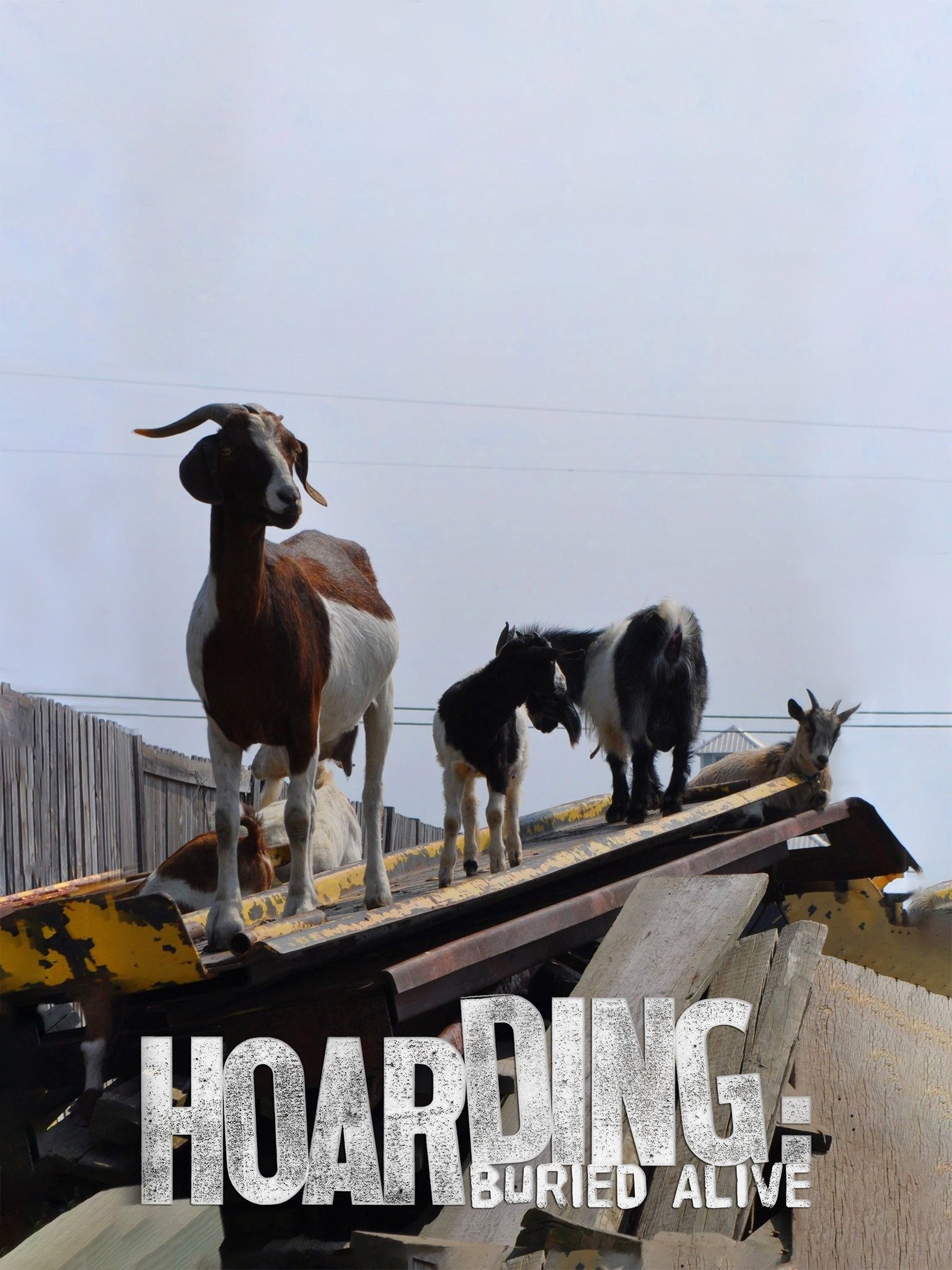 Hoarding: Buried Alive Season 3 | Rotten Tomatoes