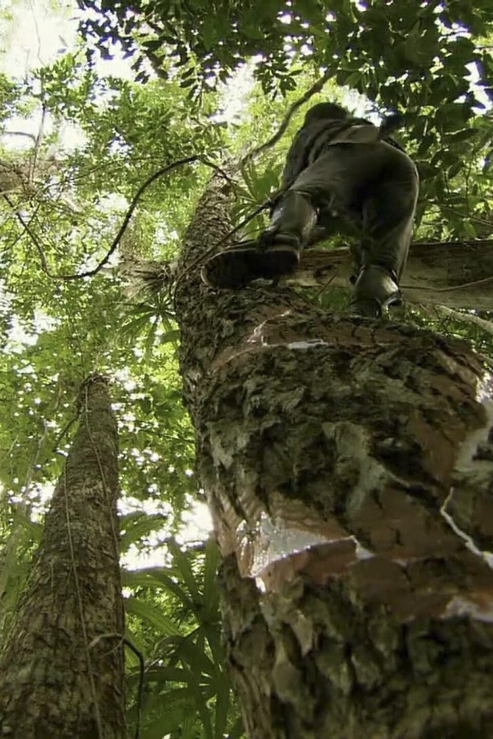 Chewing Gum; Fish Hooks; Legoland Pictures Rotten Tomatoes