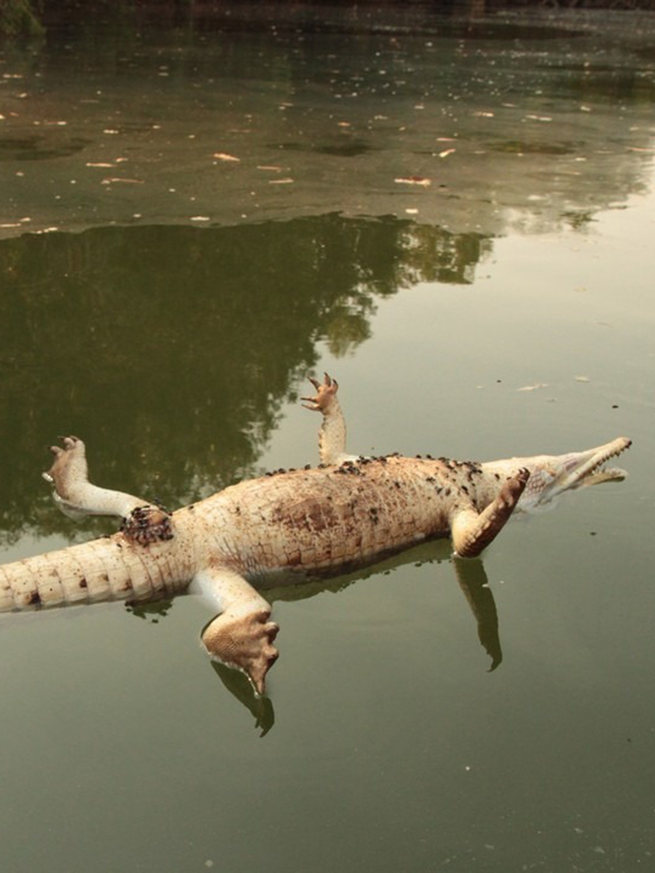 Croc Shock Pictures | Rotten Tomatoes