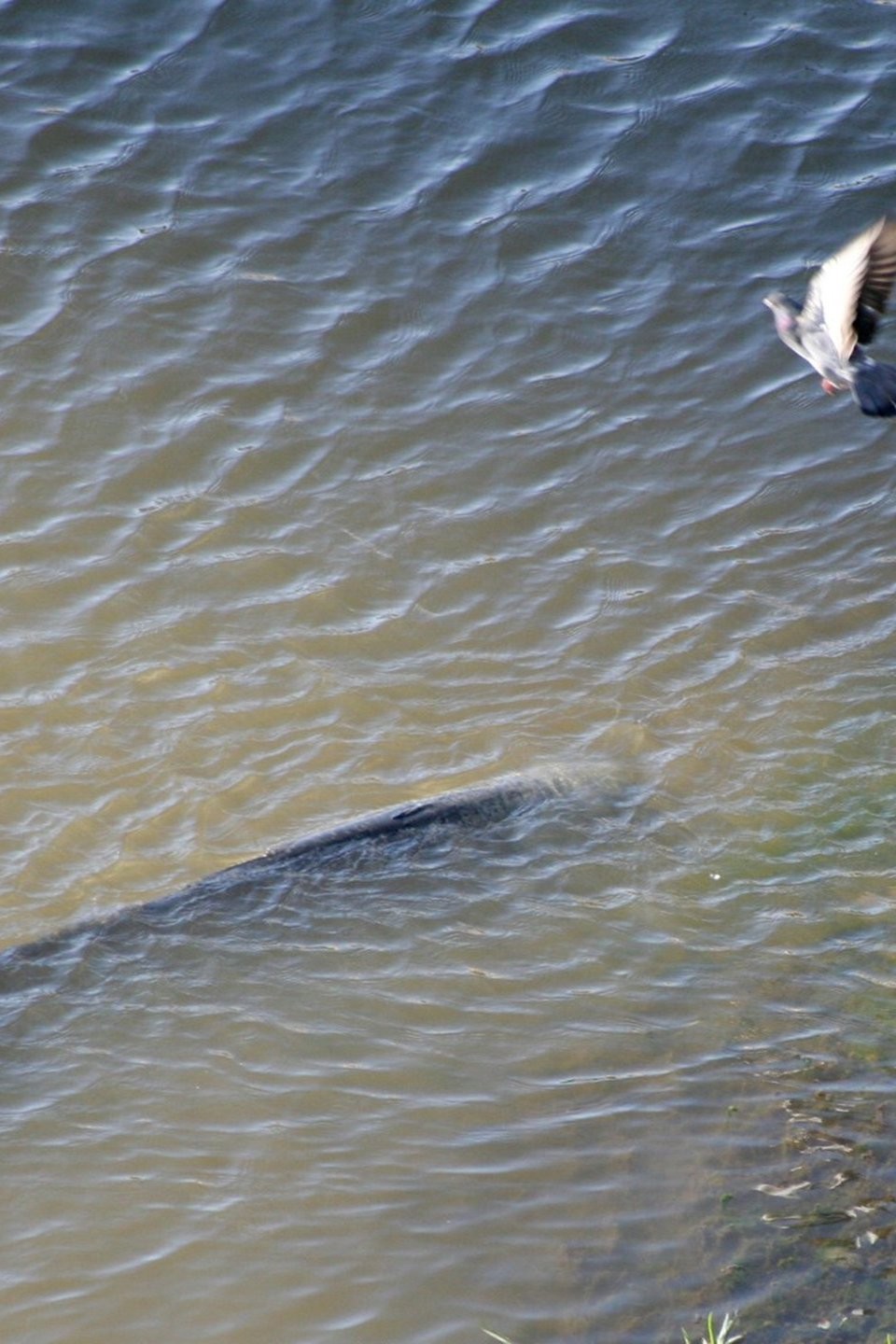 BirdEating Catfish Pictures Rotten Tomatoes