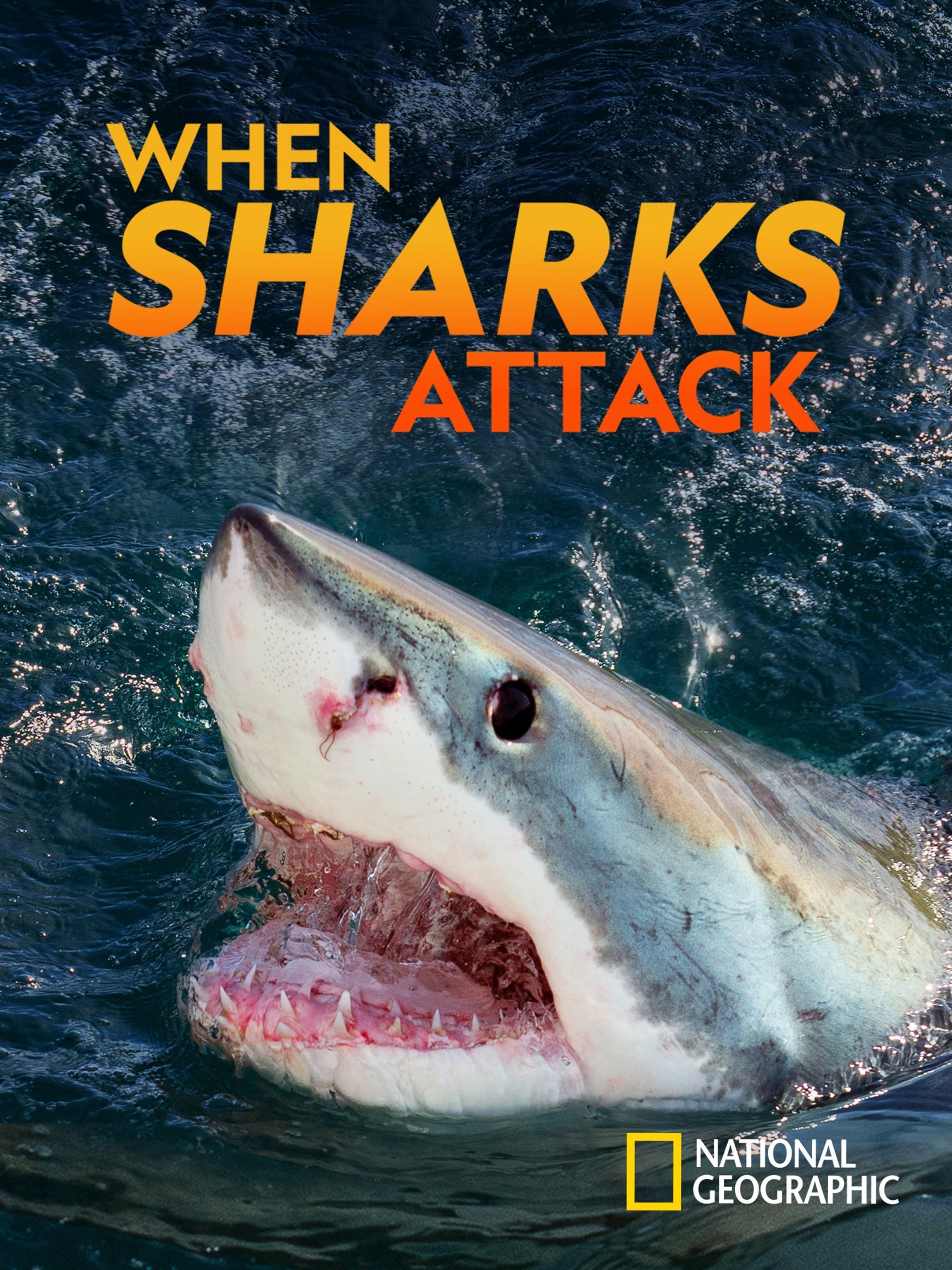 November: Shark attacks, News and features