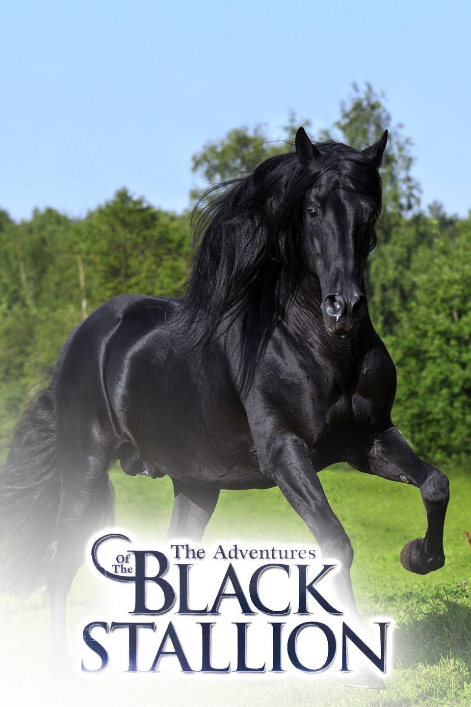 The Adventures of the Black Stallion | Rotten Tomatoes