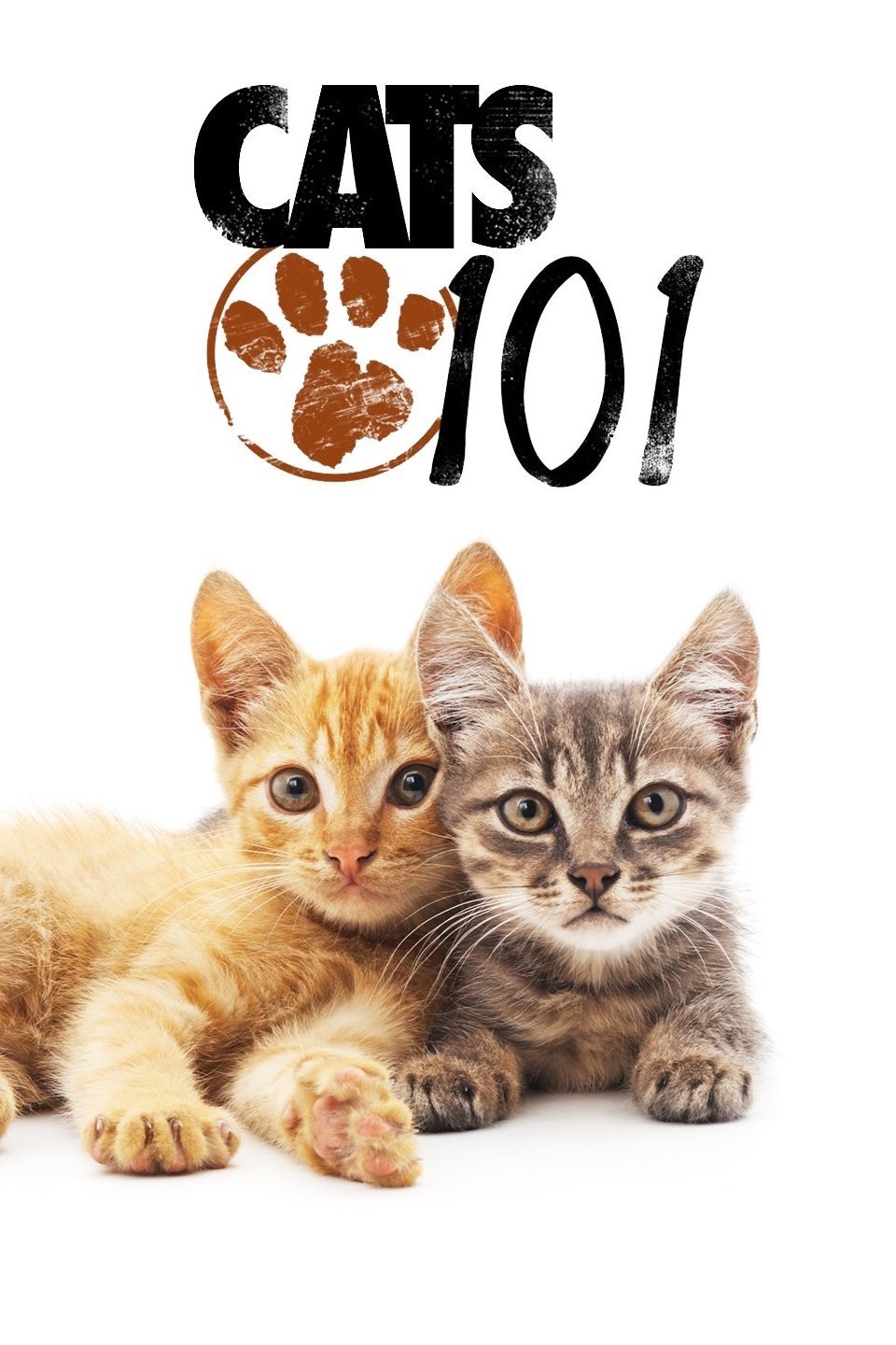 Cats 101: Season 2 | Rotten Tomatoes