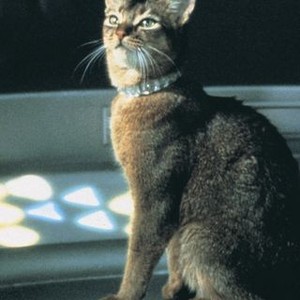 The Cat From Outer Space (1978) photo 12