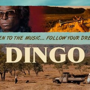 Dingo photo 5