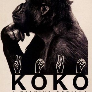 Koko: A Talking Gorilla photo 3