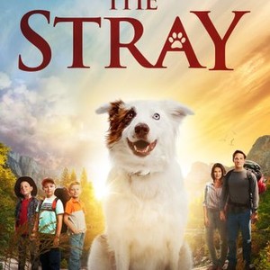 The Stray (2017) photo 2