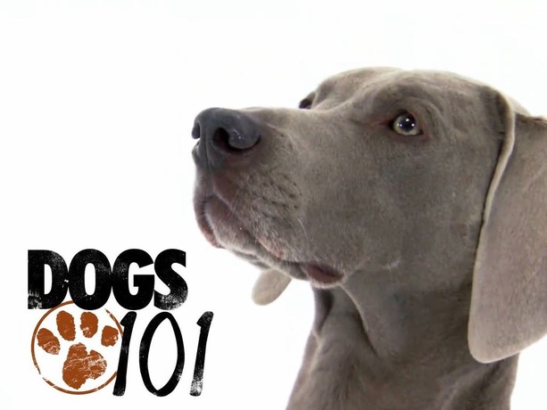 Dachshund dogs shop 101 animal planet