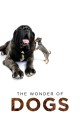 The Wonder of Dogs