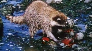 A Tale of Two Critters Rotten Tomatoes