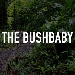 The Bushbaby photo 1