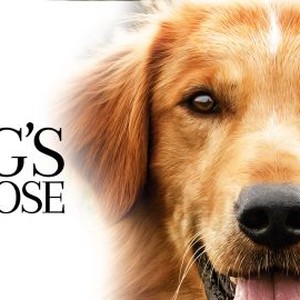 A Dog's Purpose photo 15