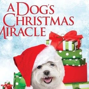 walter the christmas miracle dog