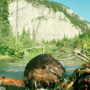 Beavers (1988) photo 8