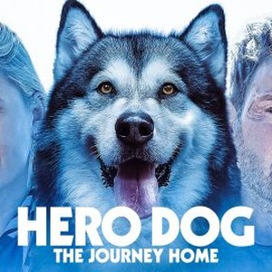 hero dog journey home