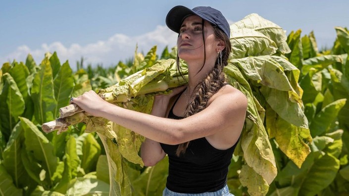 Tobacco Barns