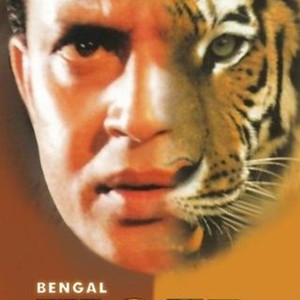 Bengal Tiger - Rotten Tomatoes Bengal Tiger - Rotten Tomatoes