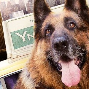 Cool Dog photo 12
