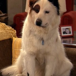 what breed is stan from dog with a blog