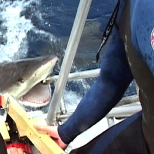 Shark-on set of Open Water. photo 16