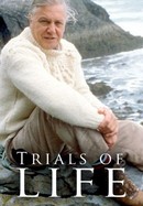 The Trials of Life poster image