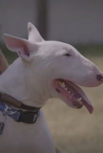 Pit Bulls & Parolees: Tia's Tales: Season 1, Episode 8 - Rotten Tomatoes