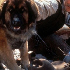 The Call of the Wild: Dog of the Yukon (1997) photo 4