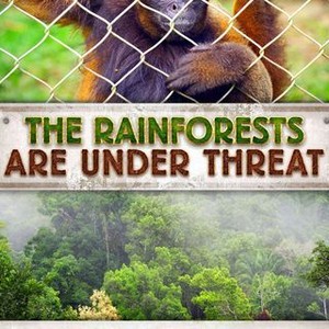 The Rainforests Are Under Threat (2015) photo 5