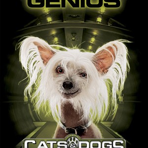 Cats Dogs The Revenge Of Kitty Galore 2010 Imdb