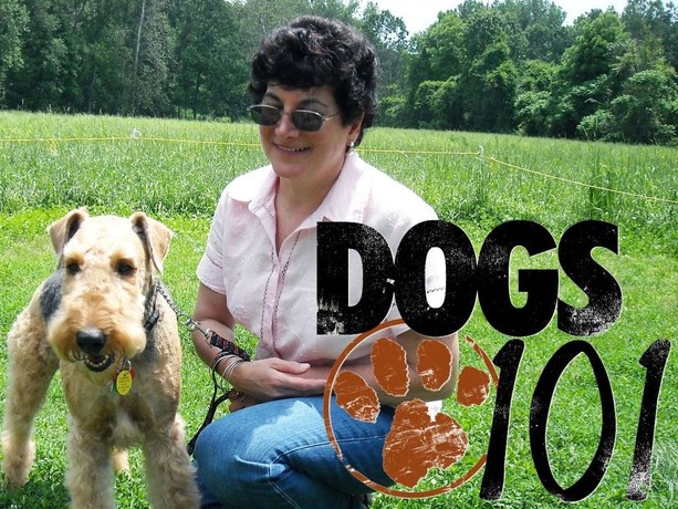 Bullmastiff sales dogs 101