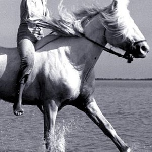 White Mane (1952) photo 11