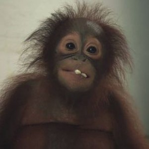 Orangutan Jungle School: Season 2, Episode 12 - Rotten Tomatoes