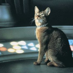 The Cat From Outer Space (1978) photo 13