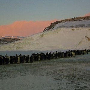 March of the Penguins photo 7