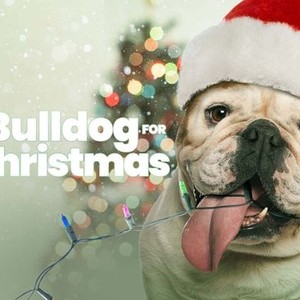 A Bulldog for Christmas photo 12