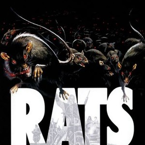 Rats photo 10