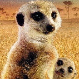 "Meerkat Manor: The Story Begins photo 1"