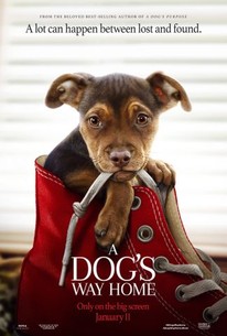 Watch trailer for A Dog's Way Home